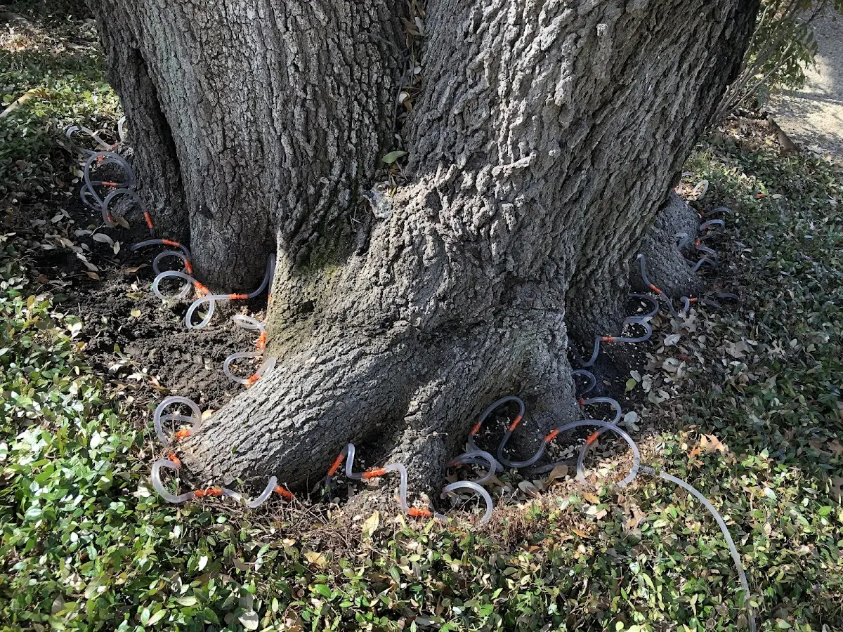 Detailed Tree Cabling and Bracing job site in Sylacauga